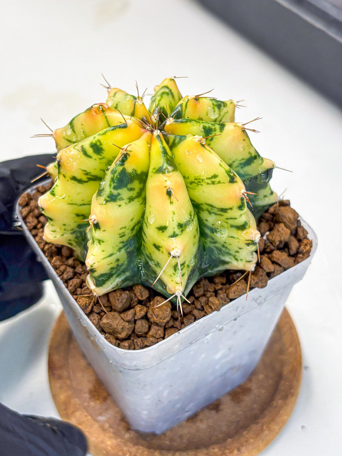 Gymnocalycium Stella (gy6) (y2) | Rare Hybrid cactus
