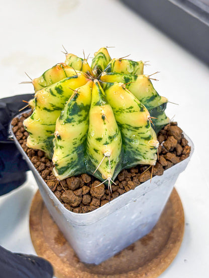 Gymnocalycium Stella (gy6) (y2) | Rare Hybrid cactus
