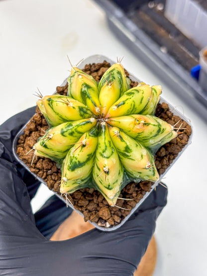 Gymnocalycium Stella (gy6) (y2) | Rare Hybrid cactus