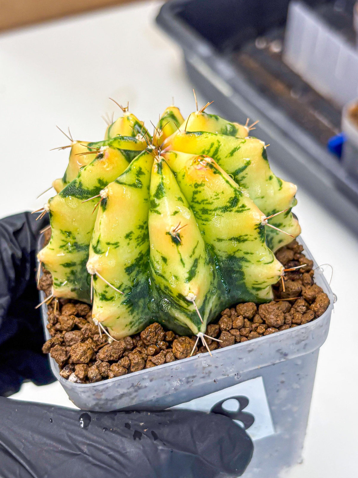 Gymnocalycium Stella (gy6) (y2) | Rare Hybrid cactus