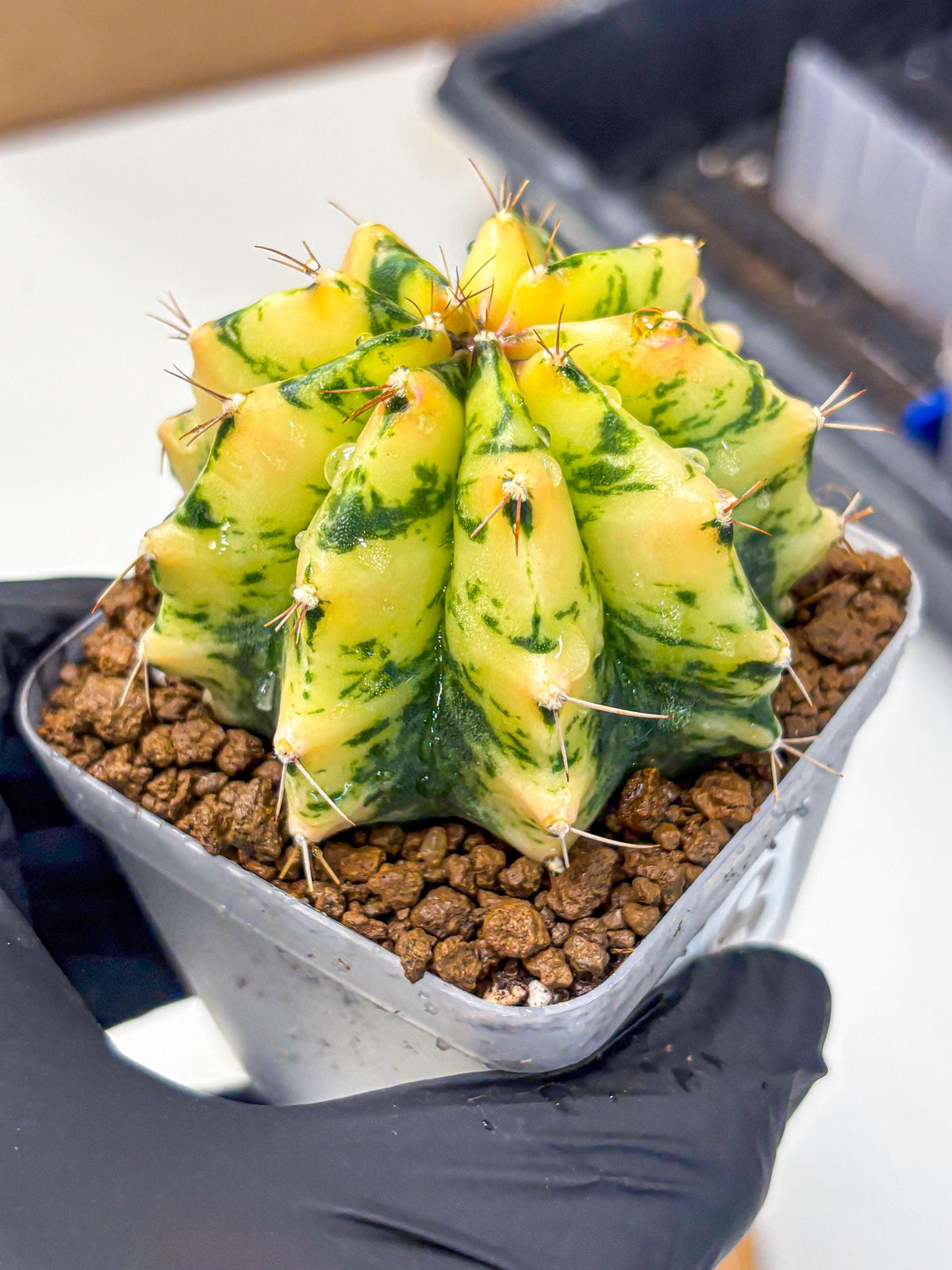 Gymnocalycium Stella (gy6) (y2) | Rare Hybrid cactus