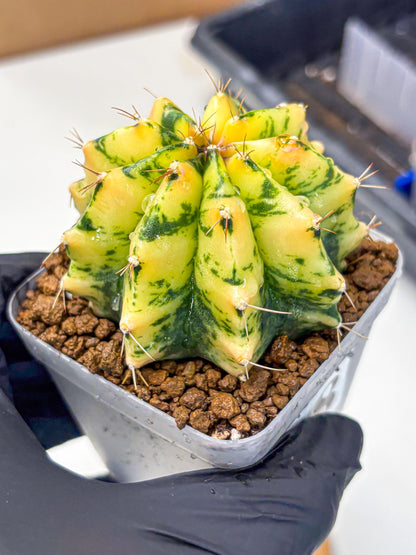 Gymnocalycium Stella (gy6) (y2) | Rare Hybrid cactus