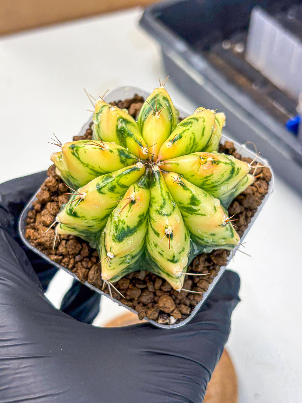 Gymnocalycium Stella (gy6) (y2) | Rare Hybrid cactus