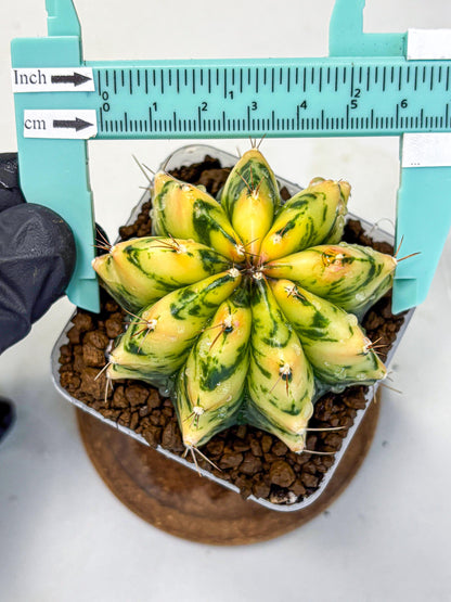 Gymnocalycium Stella (gy6) (y2) | Rare Hybrid cactus