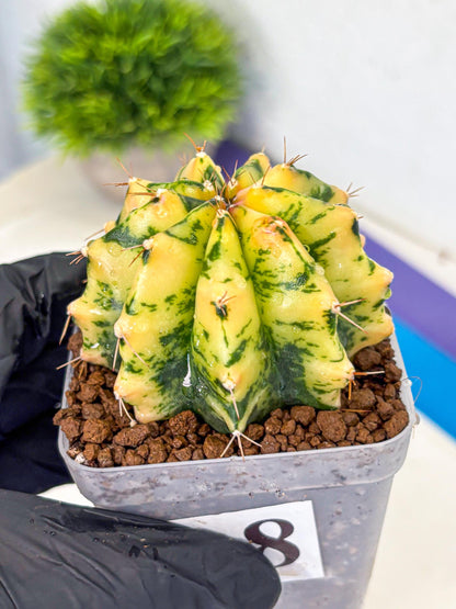 Gymnocalycium Stella (gy6) (y2) | Rare Hybrid cactus