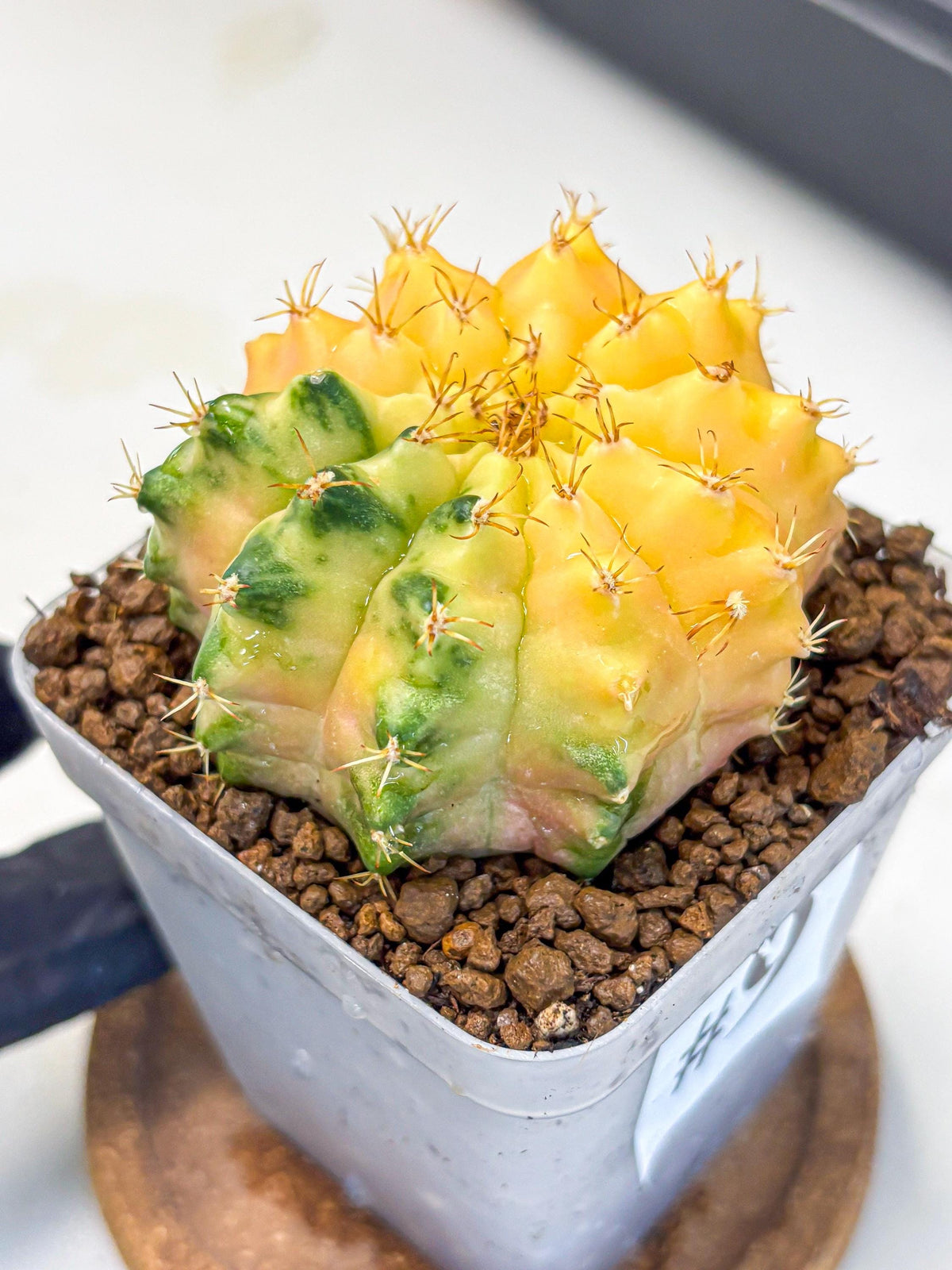 Gymnocalycium Moon Crown (gy6) (y7) | Hybrid cactus
