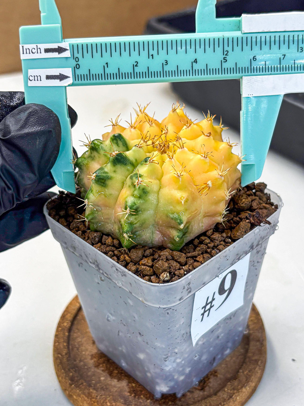 Gymnocalycium Moon Crown (gy6) (y7) | Hybrid cactus