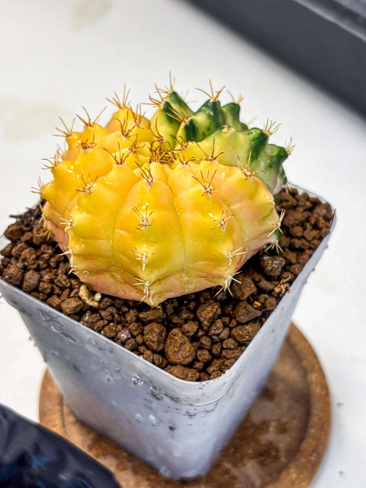 Gymnocalycium Moon Crown (gy6) (y7) | Hybrid cactus