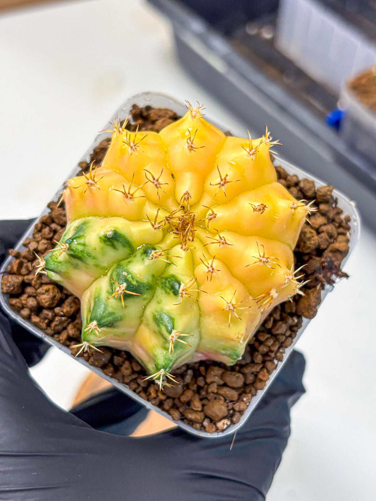 Gymnocalycium Moon Crown (gy6) (y7) | Hybrid cactus