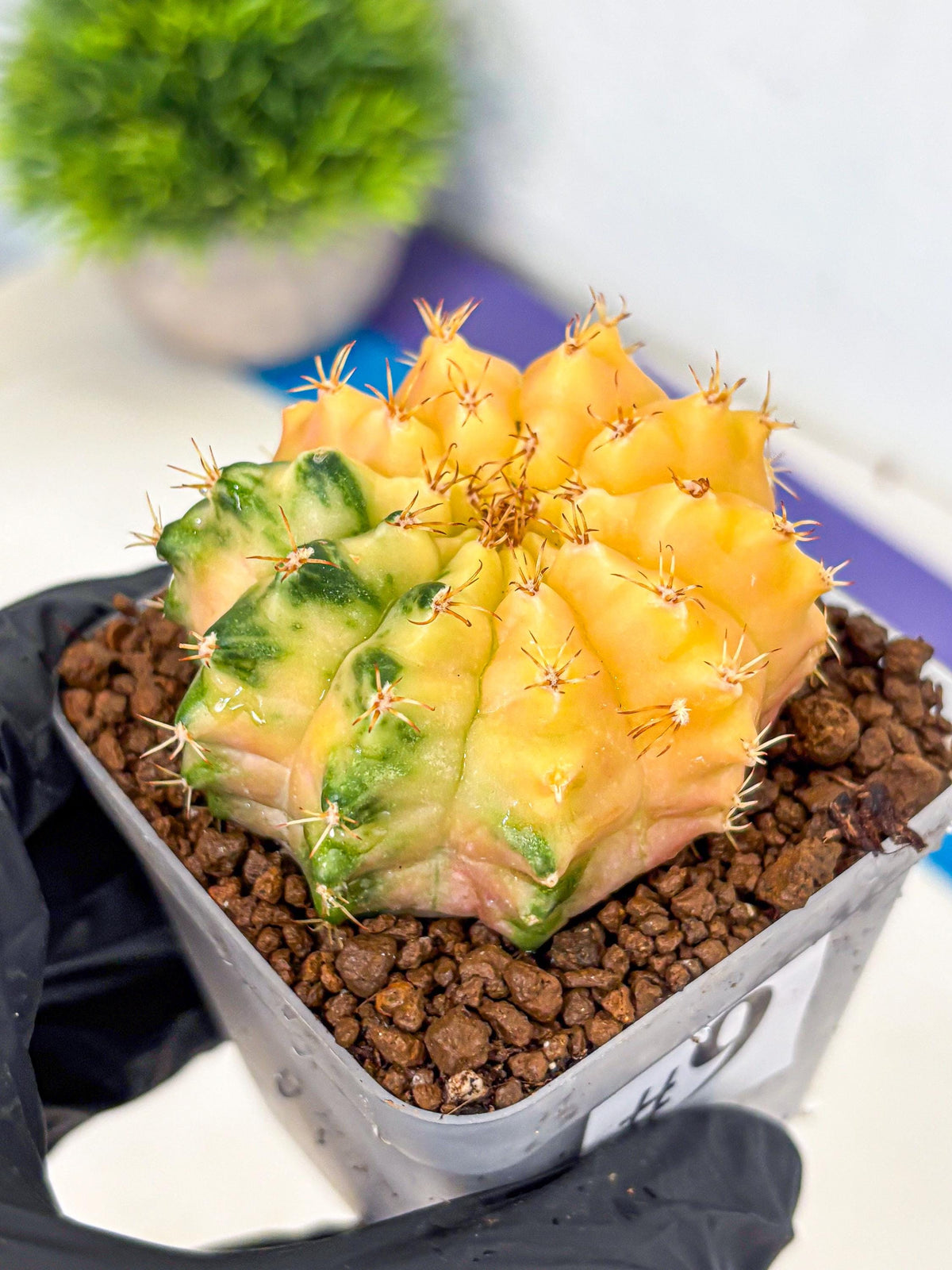 Gymnocalycium Moon Crown (gy6) (y7) | Hybrid cactus