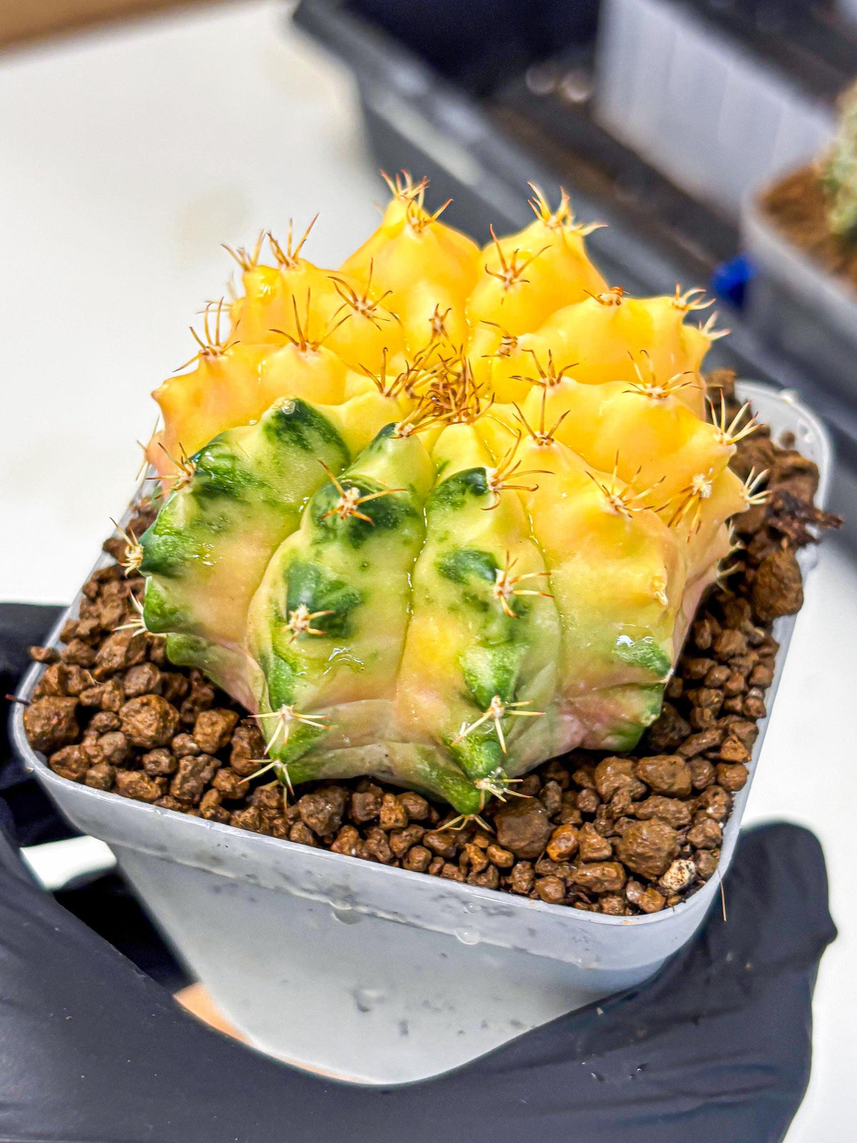 Gymnocalycium Moon Crown (gy6) (y7) | Hybrid cactus