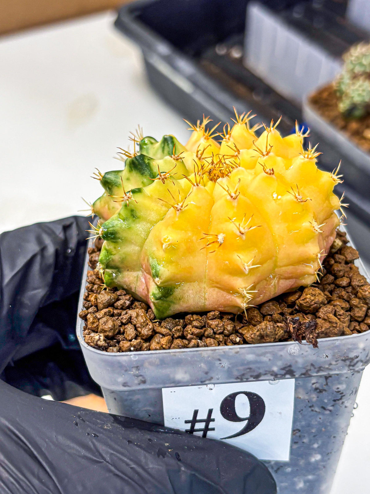 Gymnocalycium Moon Crown (gy6) (y7) | Hybrid cactus