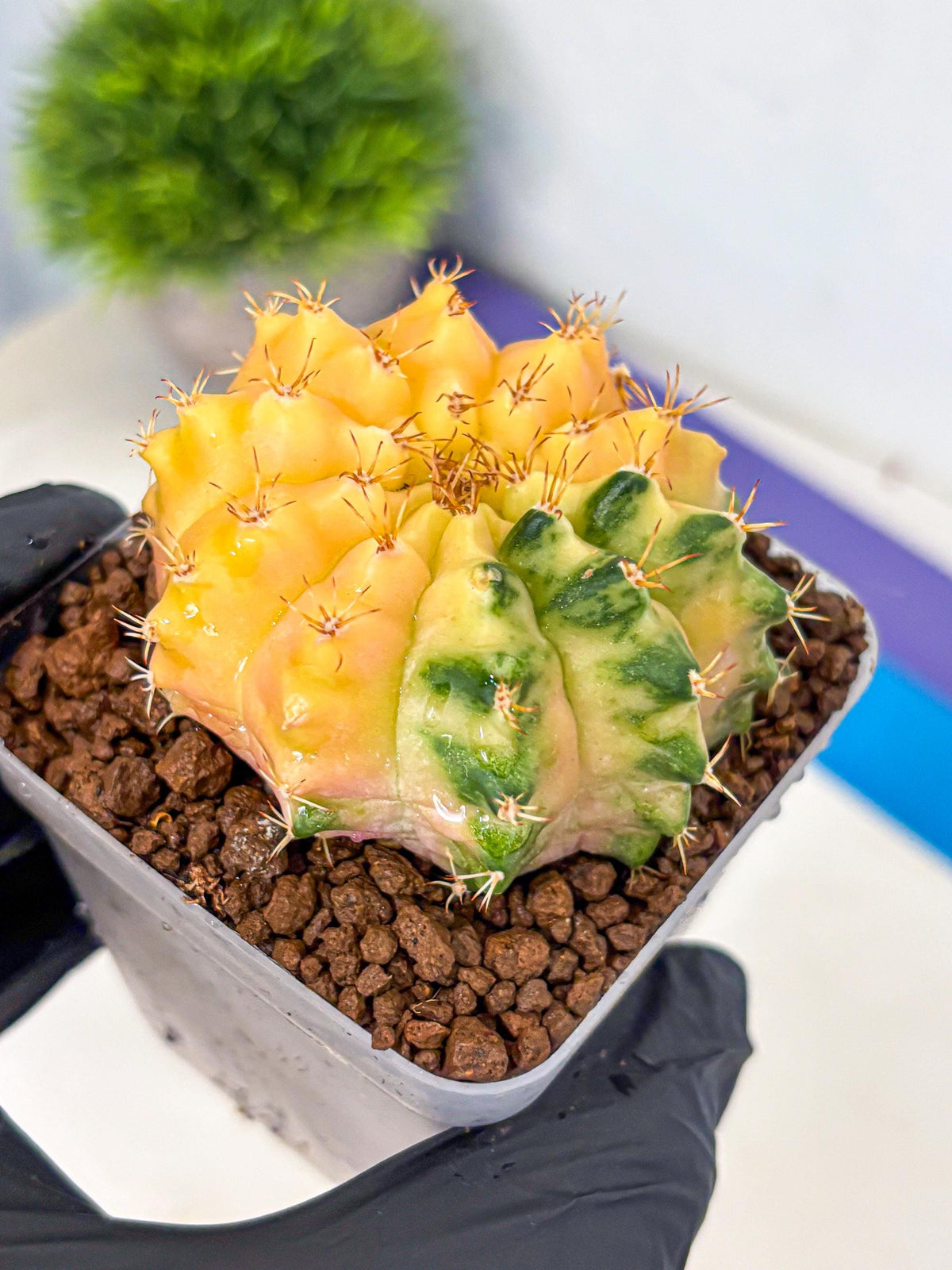 Gymnocalycium Moon Crown (gy6) (y7) | Hybrid cactus