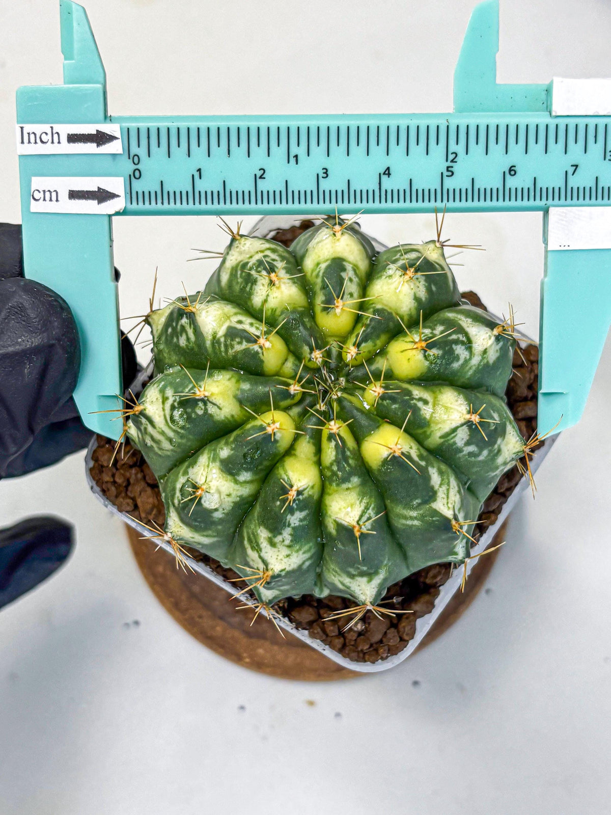Gymnocalycium Cat Eye (gy6) (b3) | Special Hybrid cactus