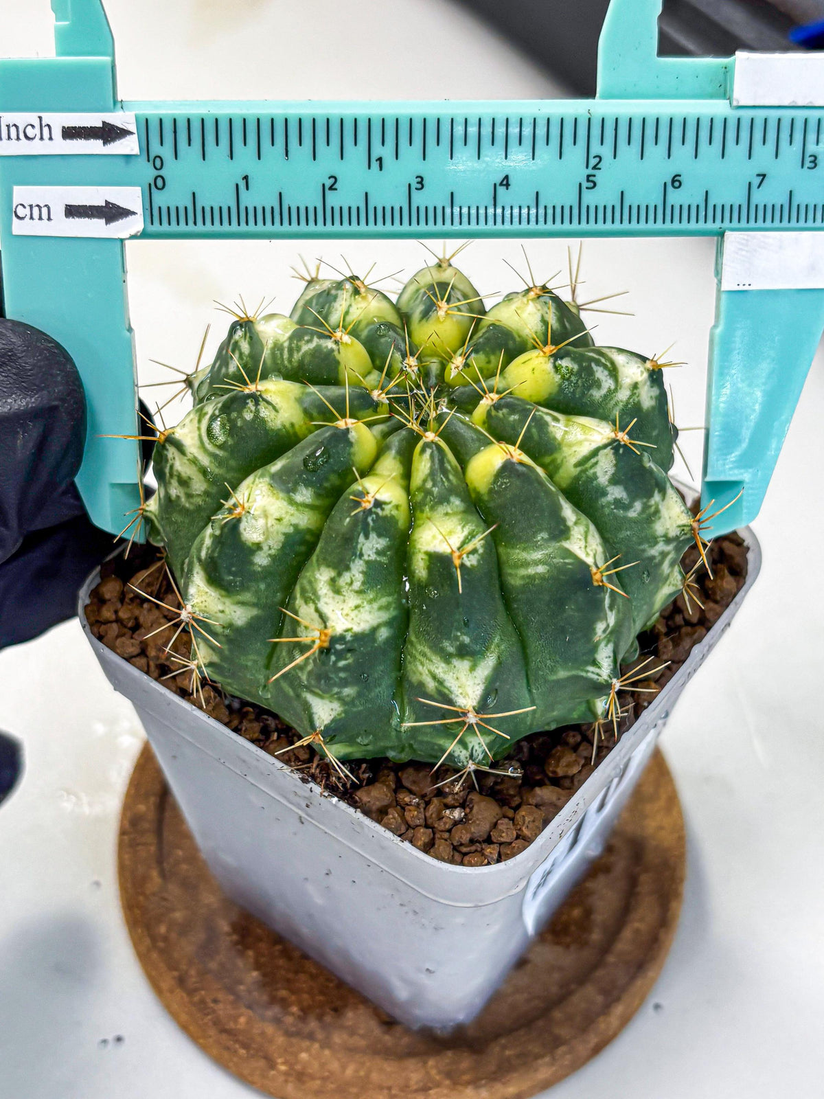 Gymnocalycium Cat Eye (gy6) (b3) | Special Hybrid cactus