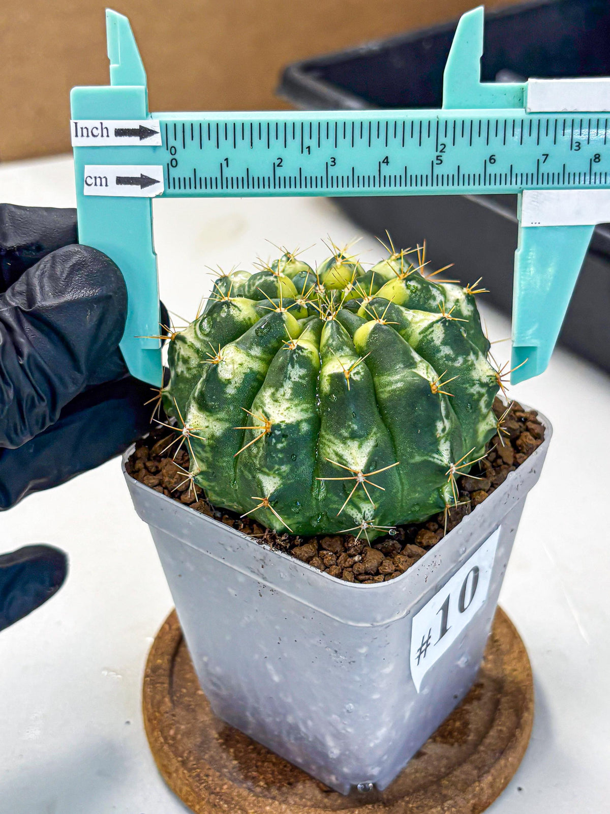Gymnocalycium Cat Eye (gy6) (b3) | Special Hybrid cactus