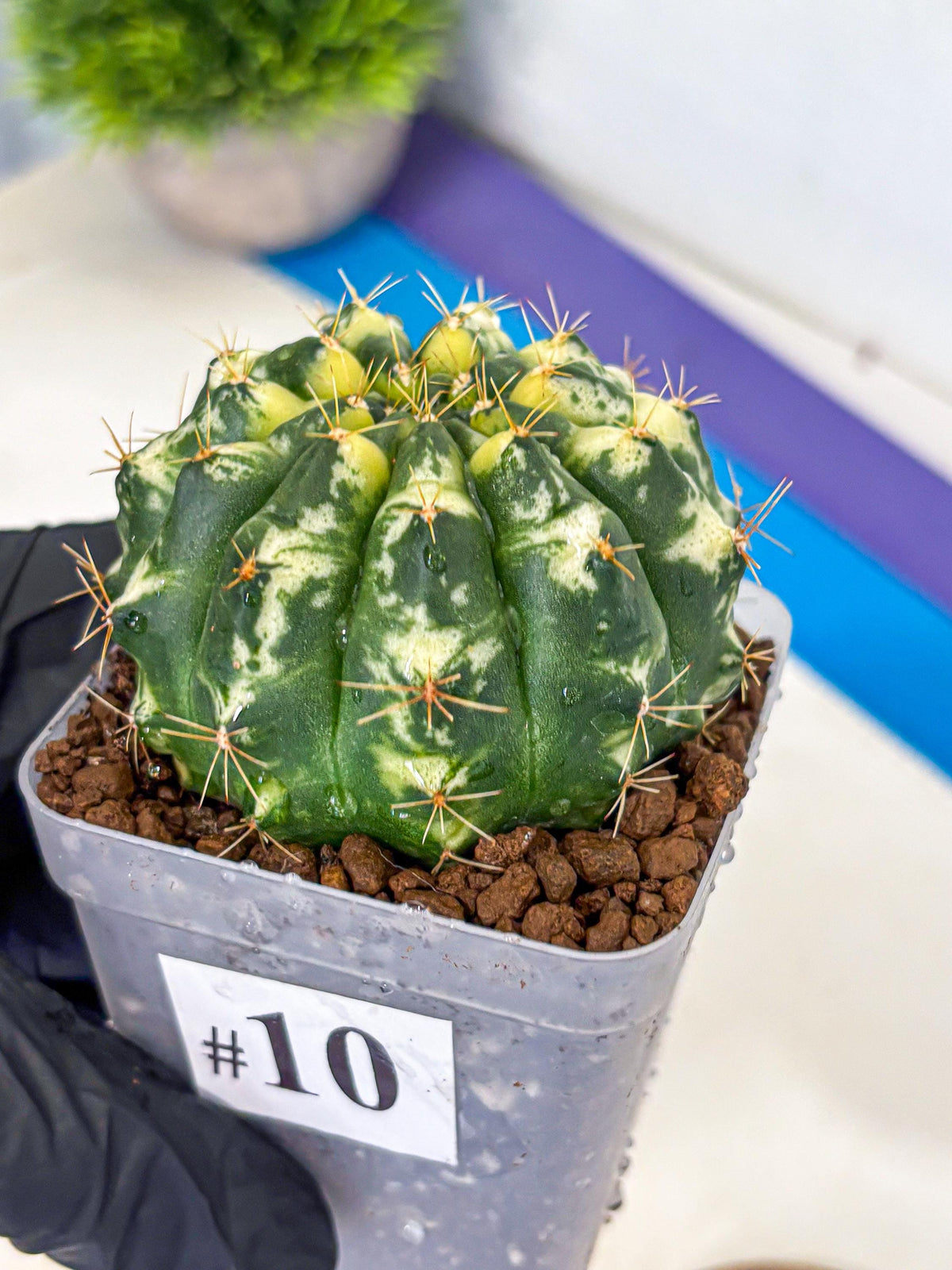 Gymnocalycium Cat Eye (gy6) (b3) | Special Hybrid cactus