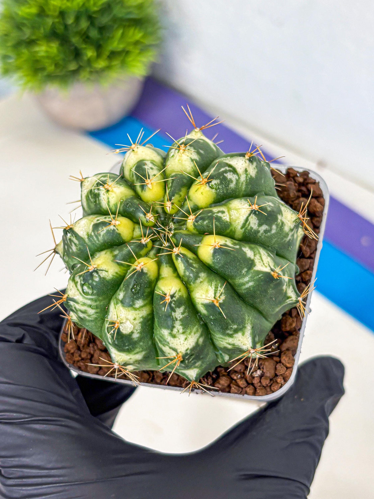 Gymnocalycium Cat Eye (gy6) (b3) | Special Hybrid cactus