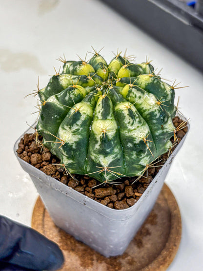 Gymnocalycium Cat Eye (gy6) (b3) | Special Hybrid cactus