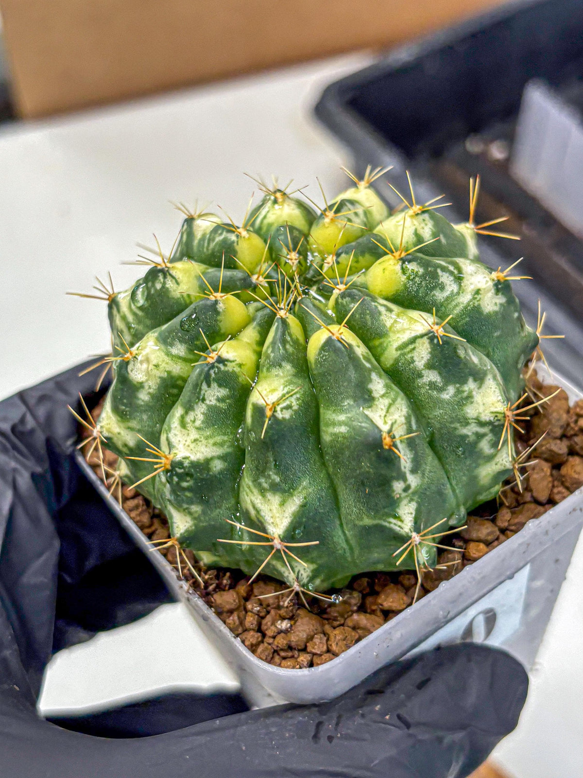 Gymnocalycium Cat Eye (gy6) (b3) | Special Hybrid cactus