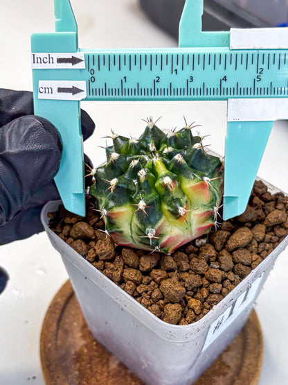 Gymnocalycium Obama (gy6) (11) | Variegated cactus