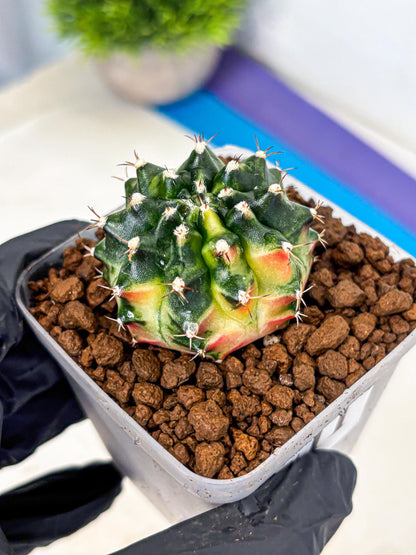 Gymnocalycium Obama (gy6) (11) | Variegated cactus