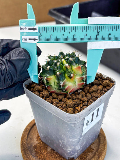 Gymnocalycium Obama (gy6) (11) | Variegated cactus