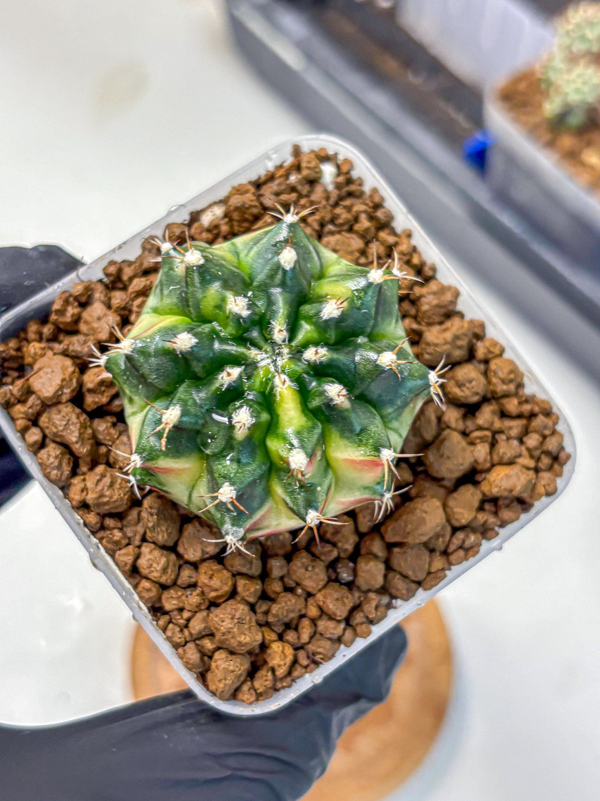 Gymnocalycium Obama (gy6) (11) | Variegated cactus