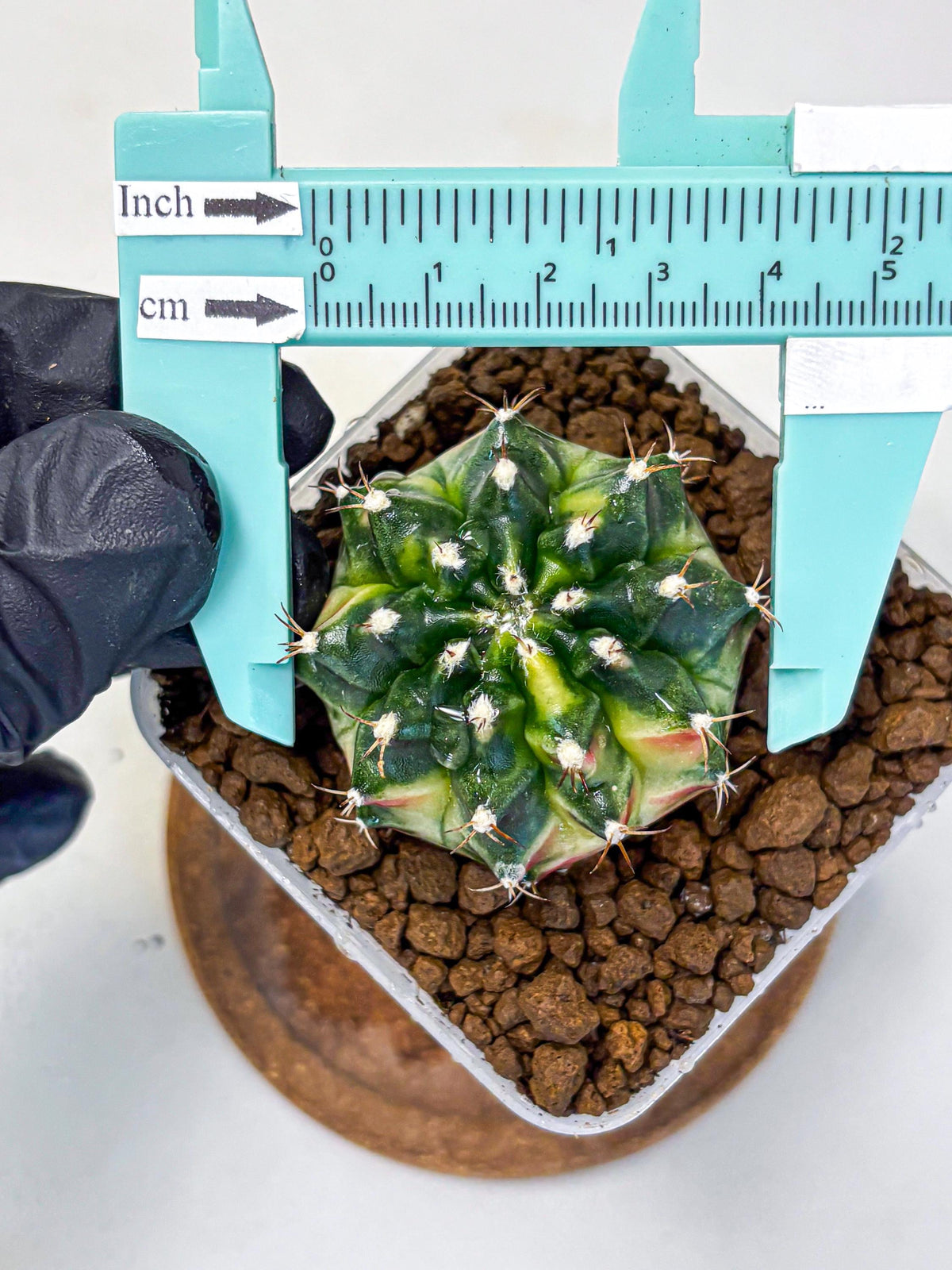 Gymnocalycium Obama (gy6) (11) | Variegated cactus