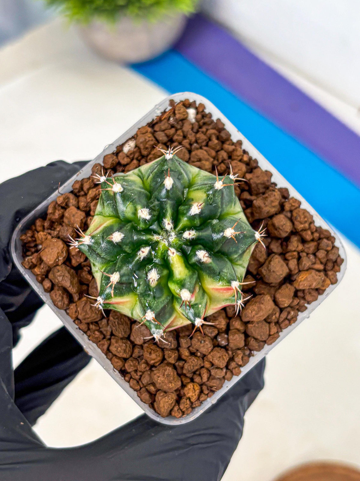 Gymnocalycium Obama (gy6) (11) | Variegated cactus