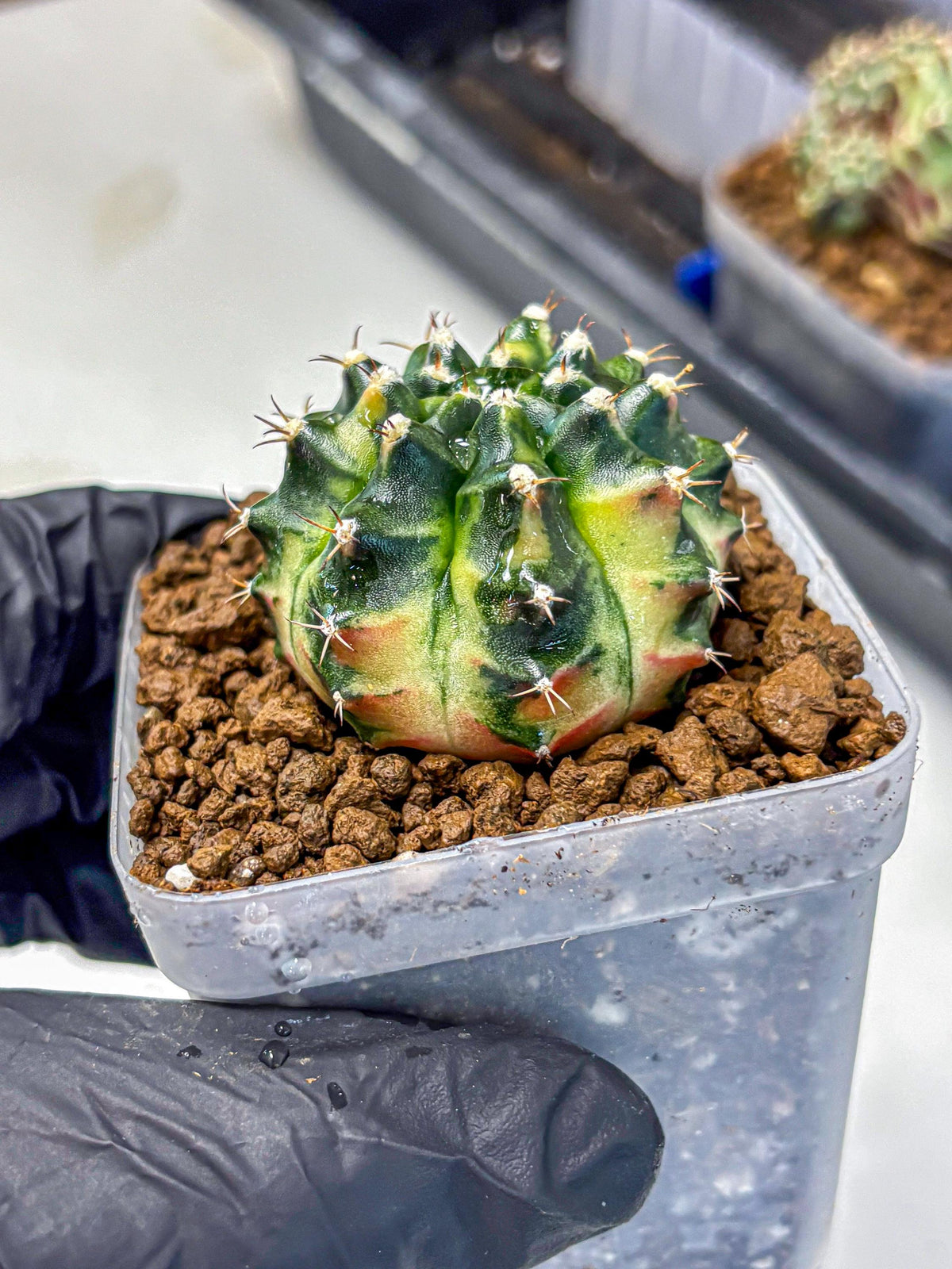 Gymnocalycium Obama (gy6) (11) | Variegated cactus
