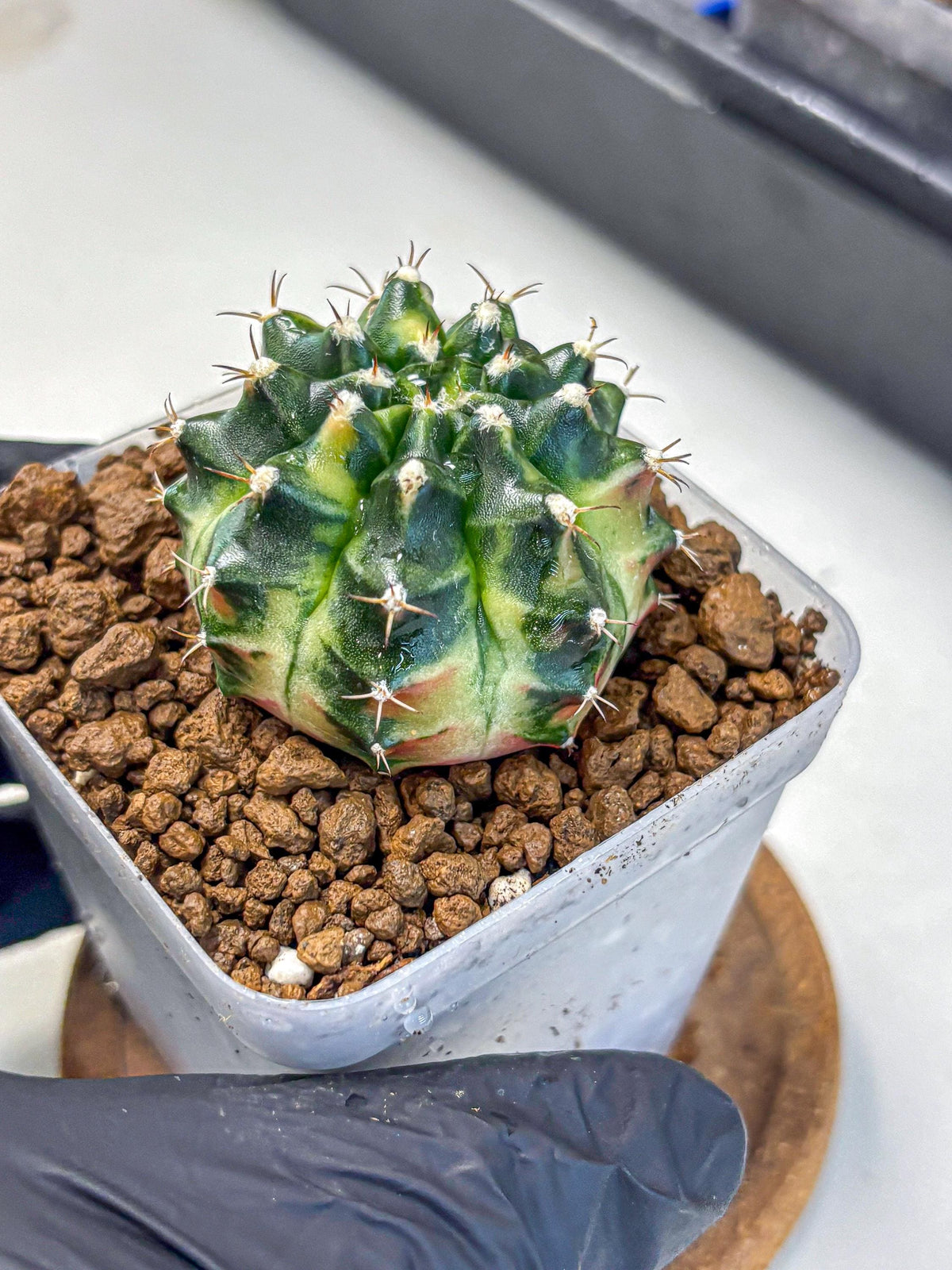 Gymnocalycium Obama (gy6) (11) | Variegated cactus