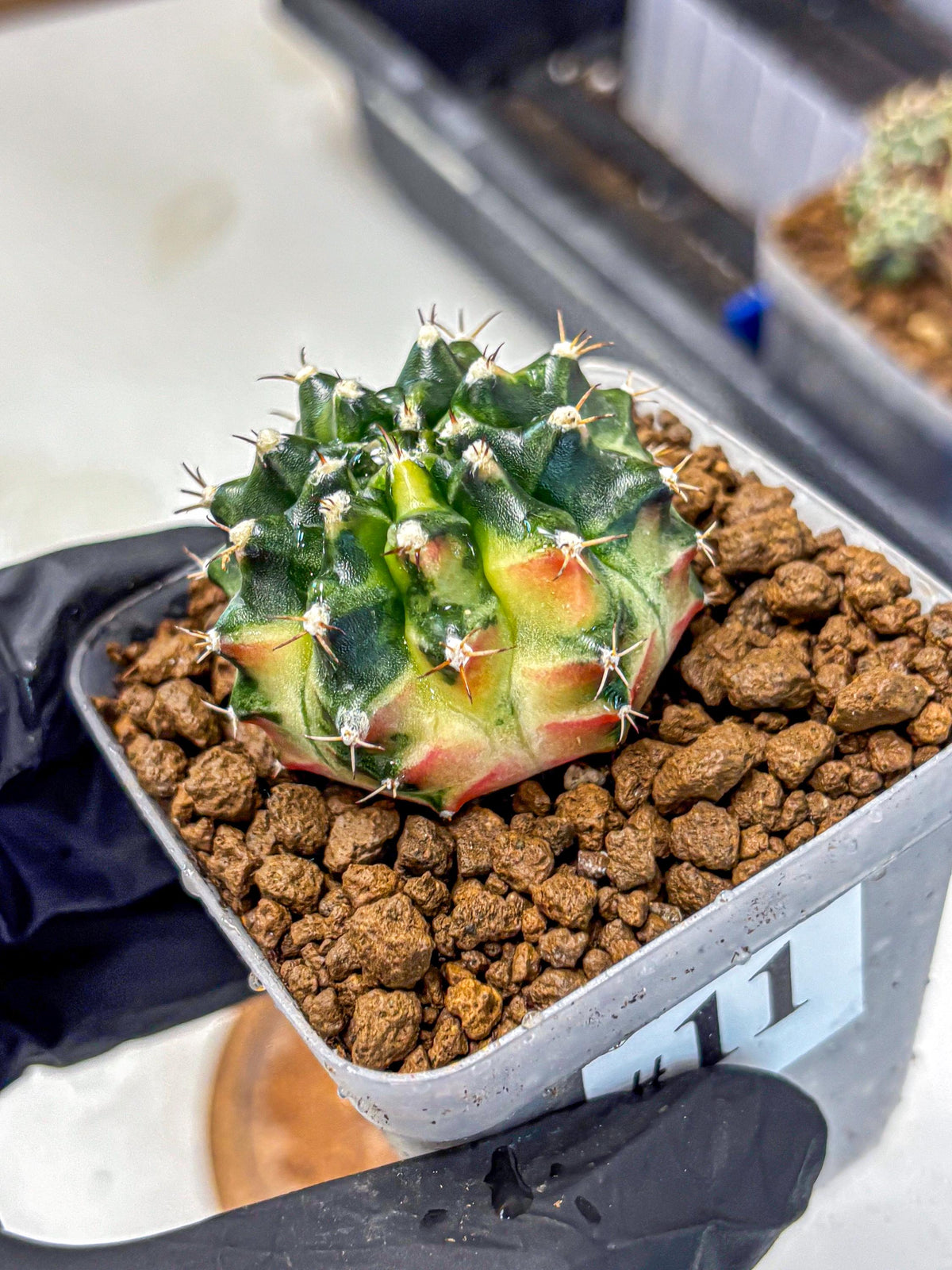 Gymnocalycium Obama (gy6) (11) | Variegated cactus