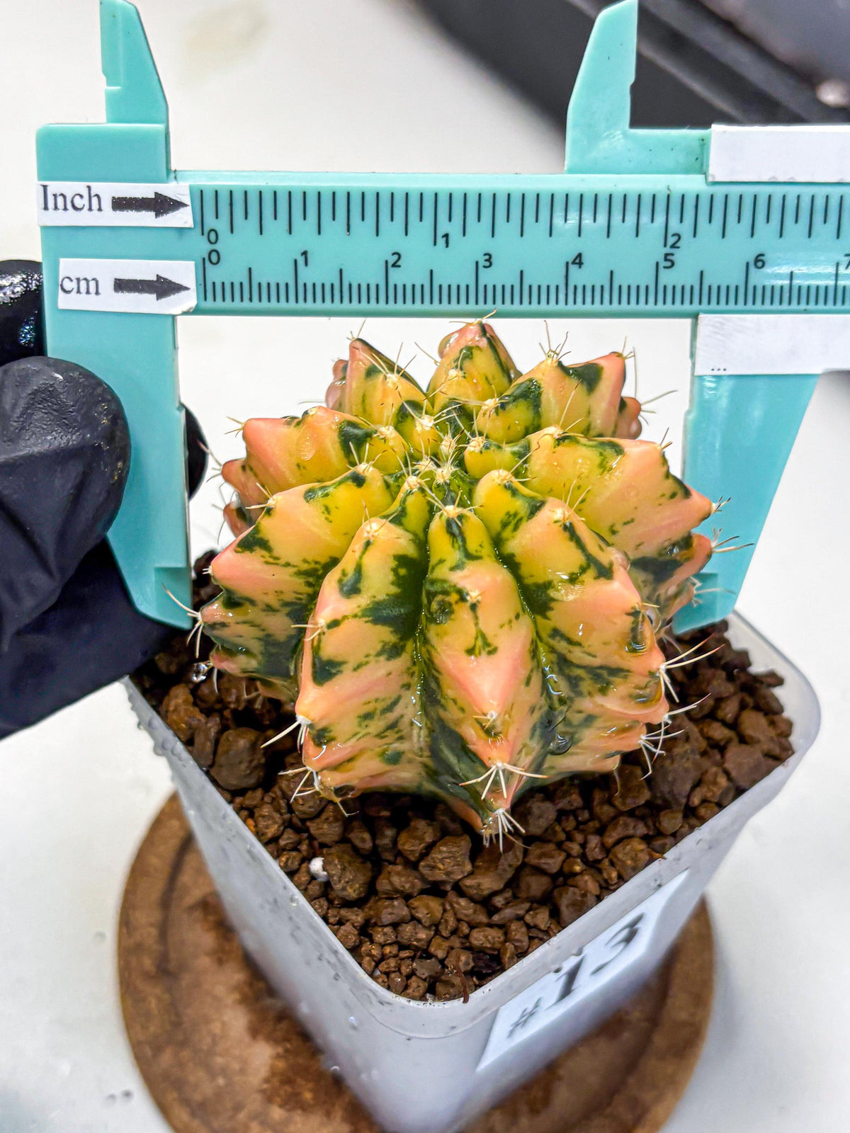 Gymnocalycium Starlight (gy7) (r1) | Rare Hybrid cactus
