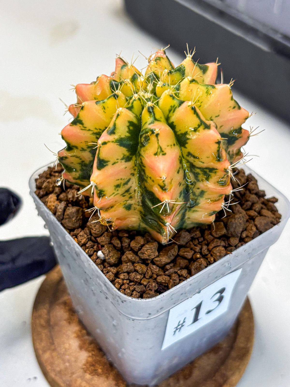 Gymnocalycium Starlight (gy7) (r1) | Rare Hybrid cactus