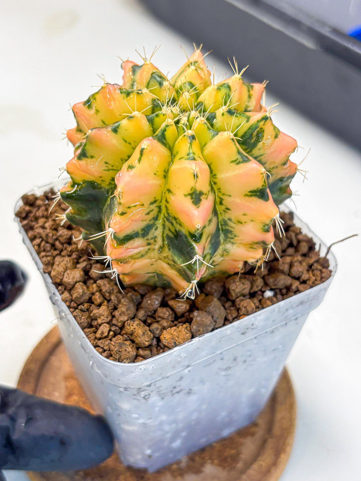 Gymnocalycium Starlight (gy7) (r1) | Rare Hybrid cactus