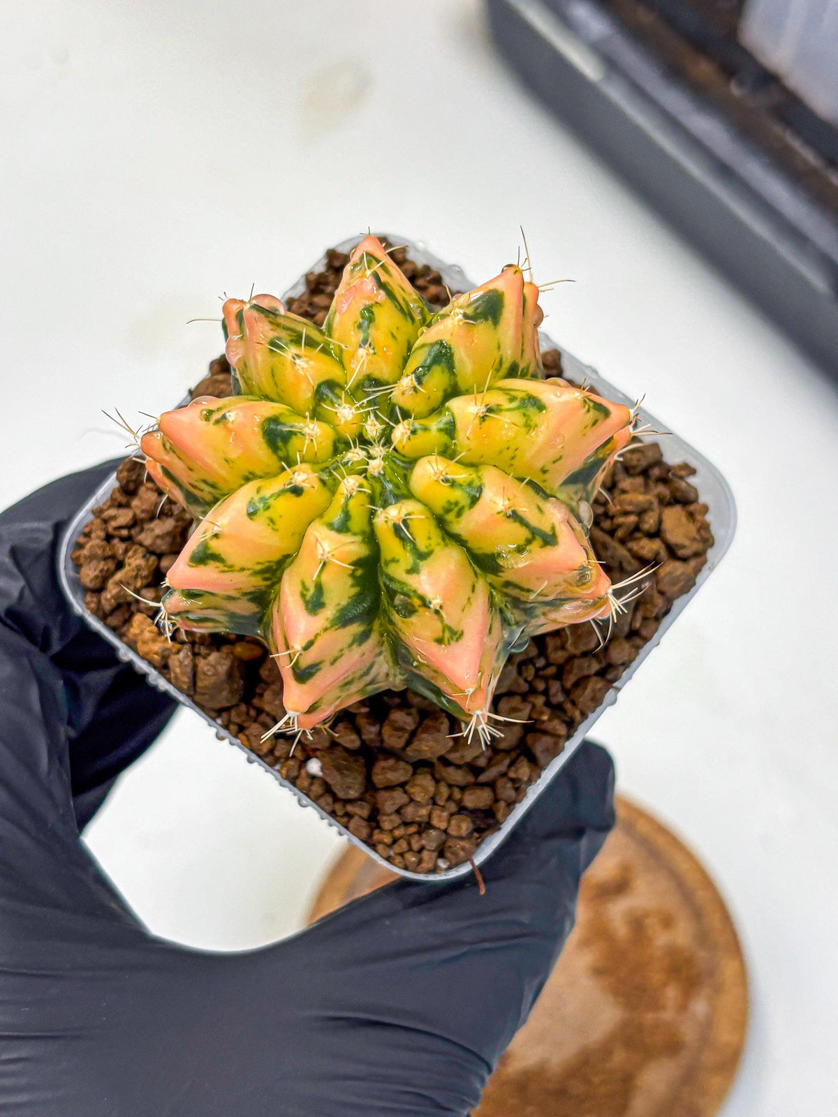 Gymnocalycium Starlight (gy7) (r1) | Rare Hybrid cactus