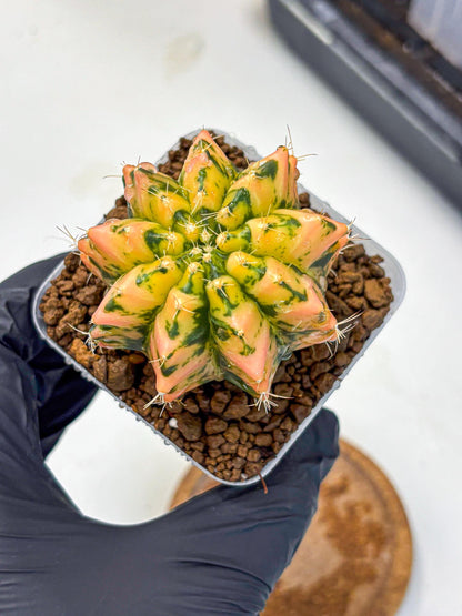 Gymnocalycium Starlight (gy7) (r1) | Rare Hybrid cactus