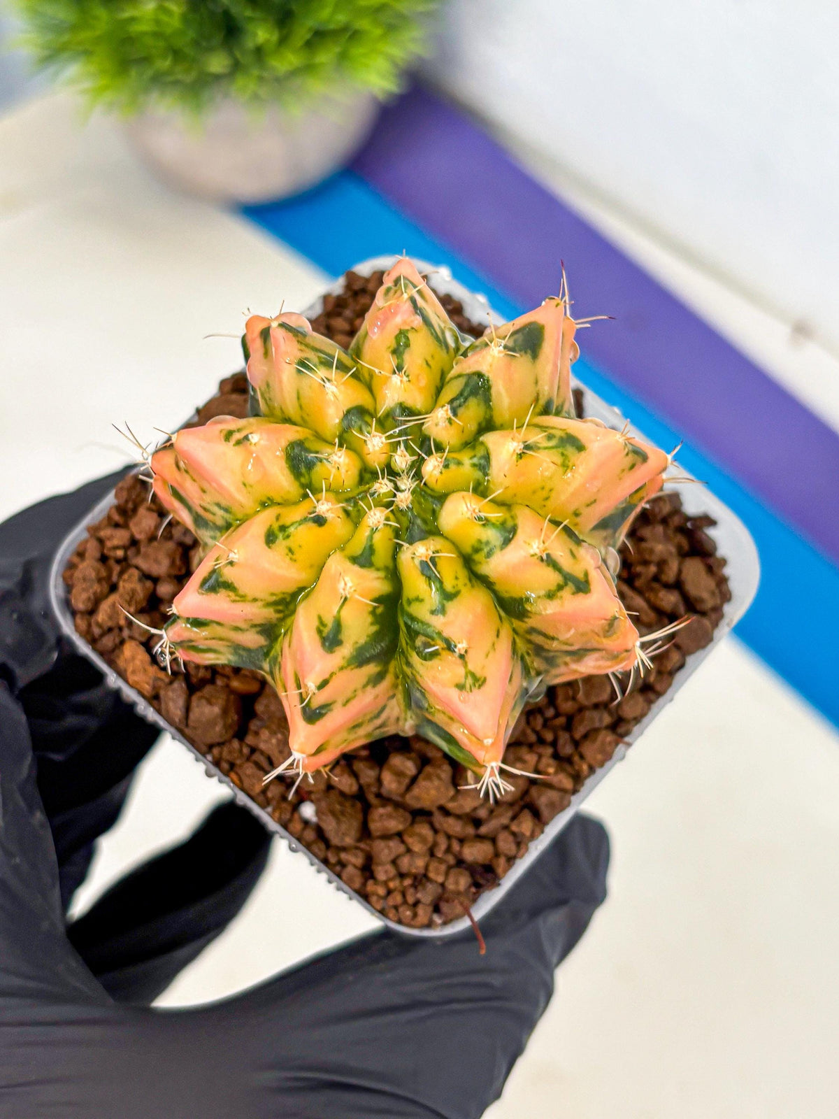 Gymnocalycium Starlight (gy7) (r1) | Rare Hybrid cactus