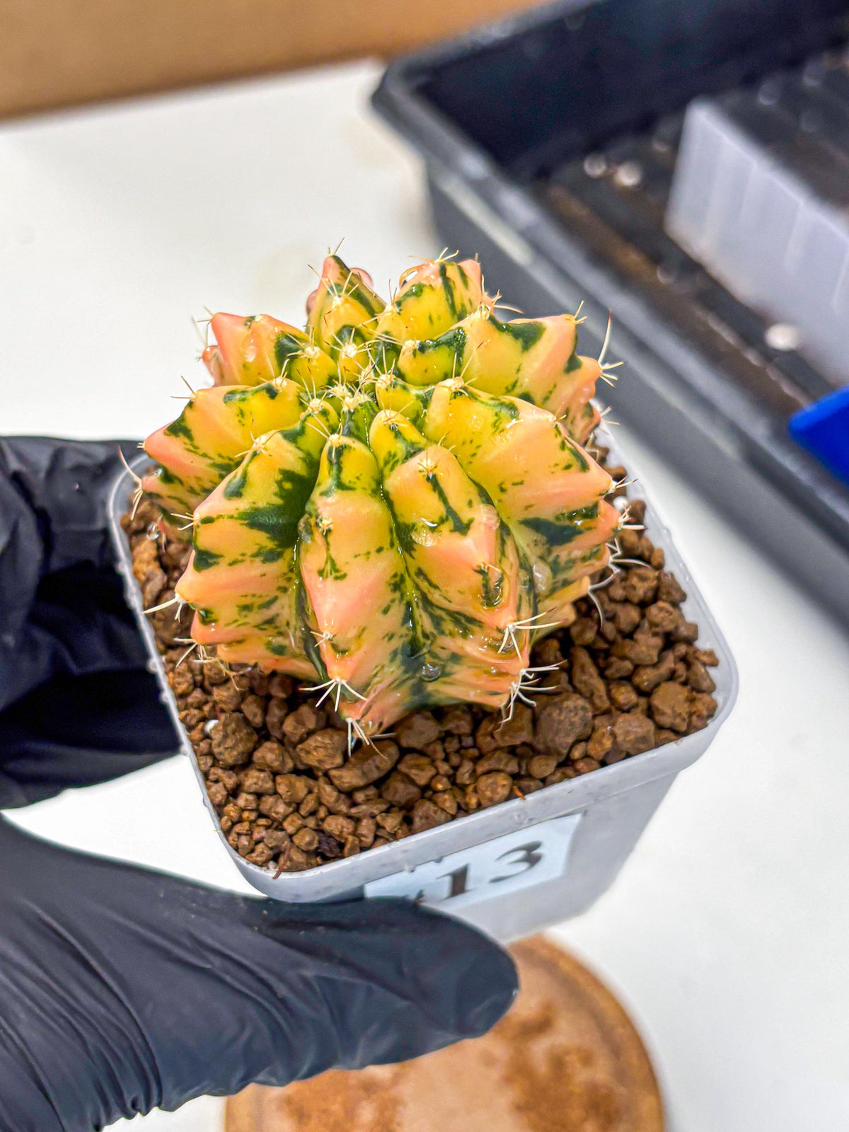 Gymnocalycium Starlight (gy7) (r1) | Rare Hybrid cactus