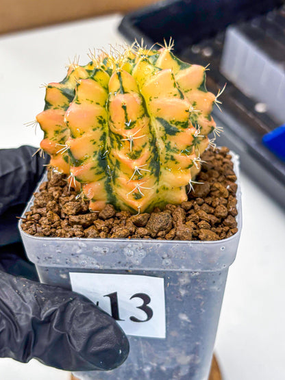 Gymnocalycium Starlight (gy7) (r1) | Rare Hybrid cactus