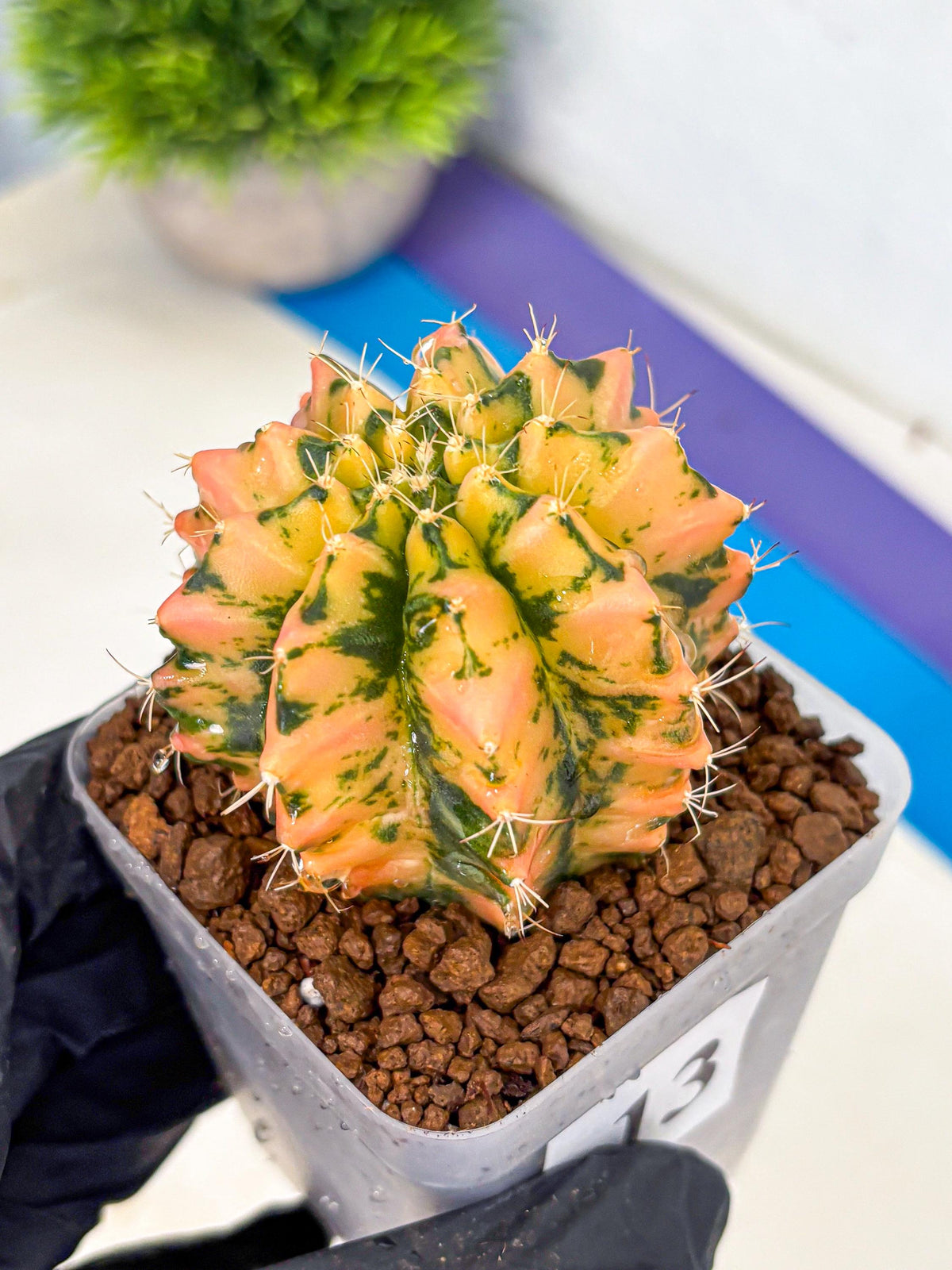 Gymnocalycium Starlight (gy7) (r1) | Rare Hybrid cactus