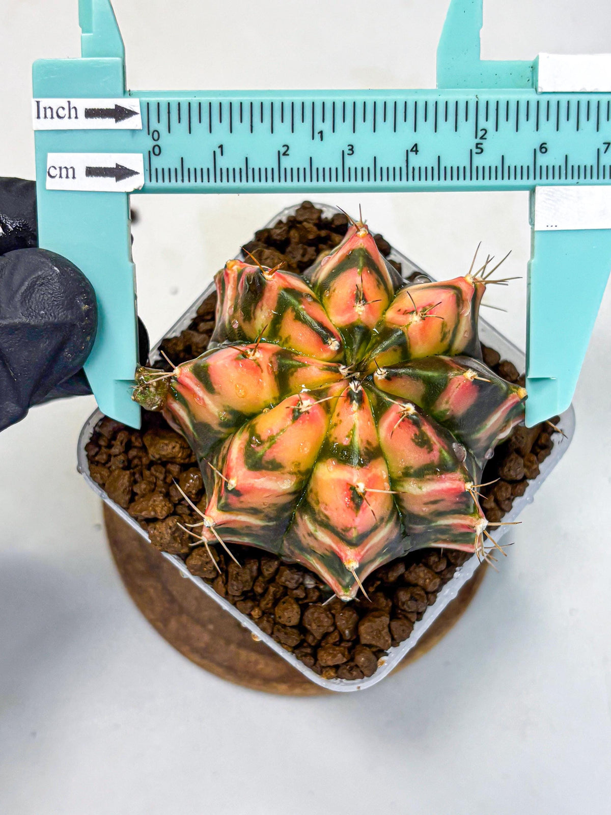 Gymnocalycium Dalah (gy7) (r5) | Rare Hybrids
