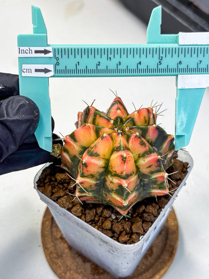 Gymnocalycium Dalah (gy7) (r5) | Rare Hybrids