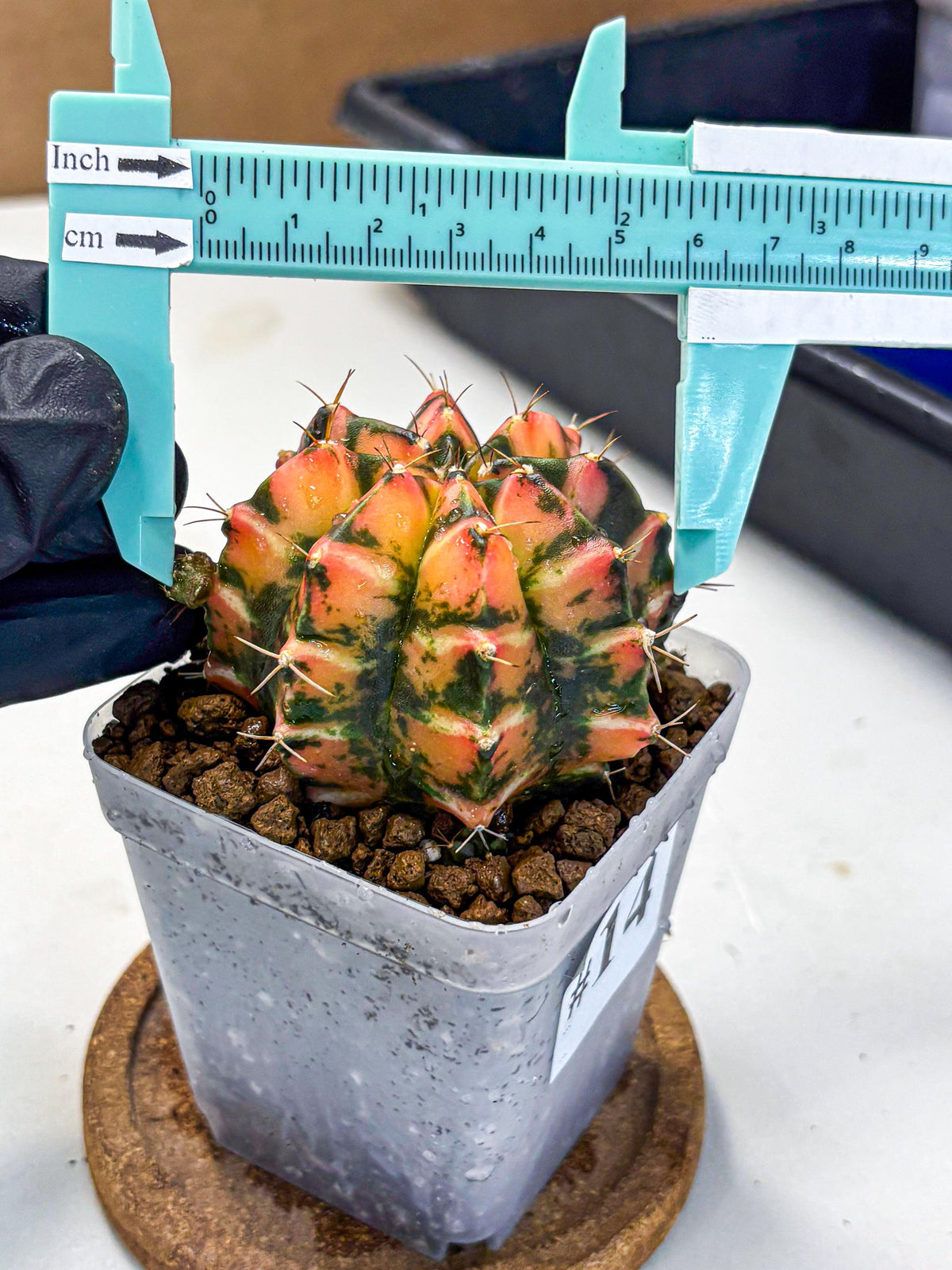 Gymnocalycium Dalah (gy7) (r5) | Rare Hybrids