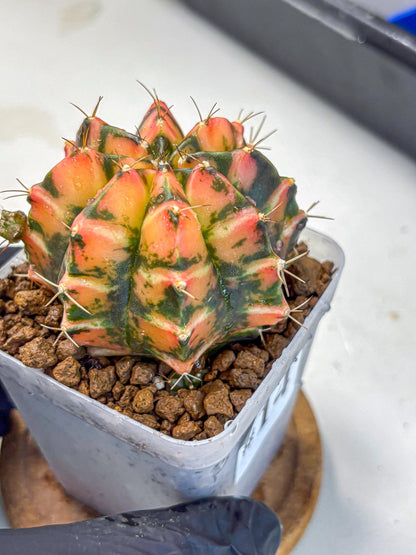 Gymnocalycium Dalah (gy7) (r5) | Rare Hybrids