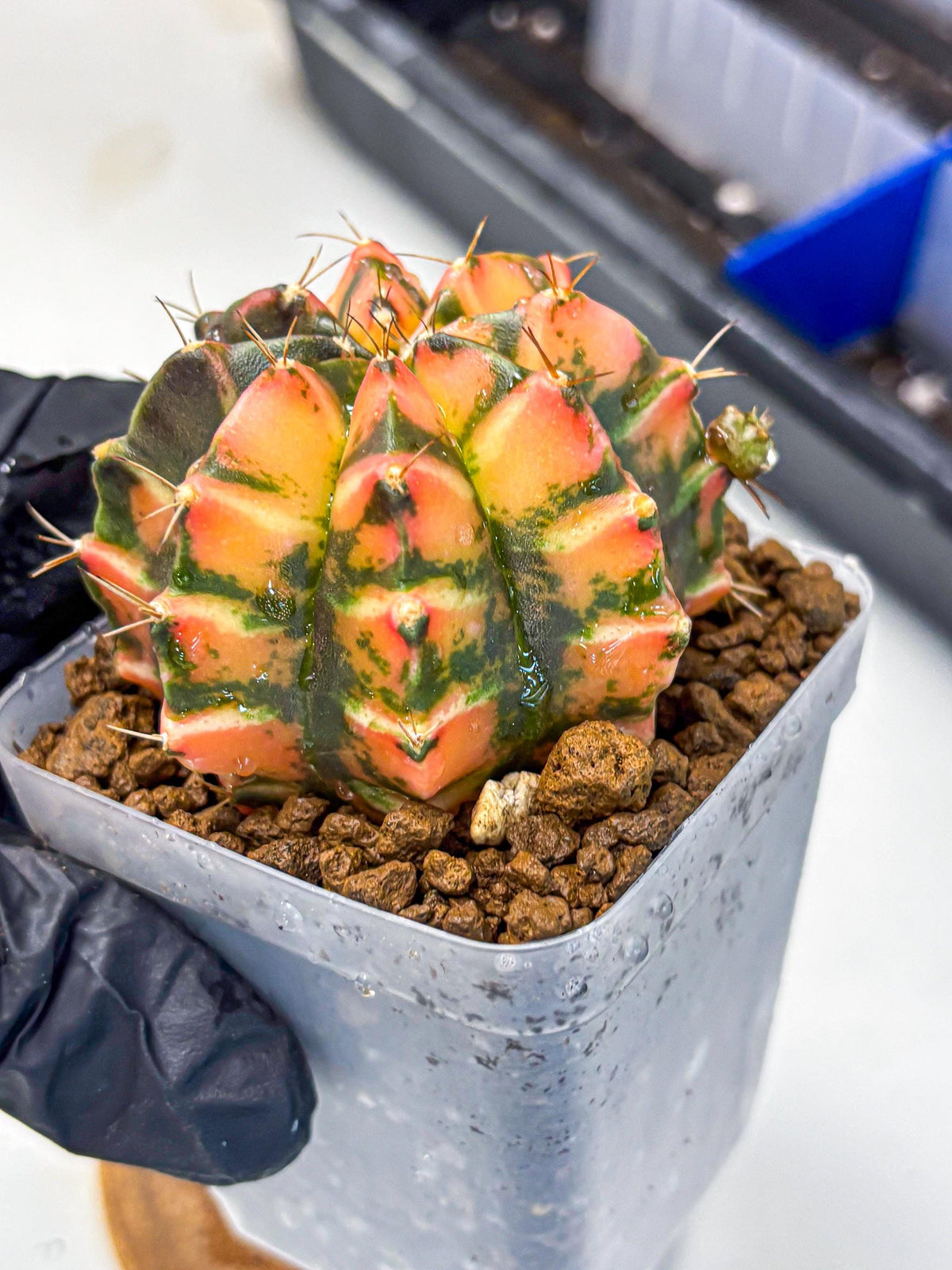 Gymnocalycium Dalah (gy7) (r5) | Rare Hybrids