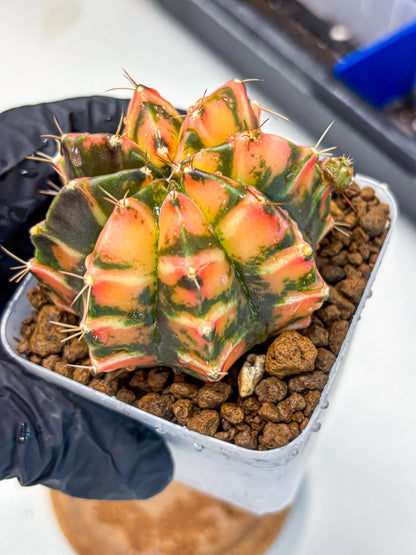 Gymnocalycium Dalah (gy7) (r5) | Rare Hybrids