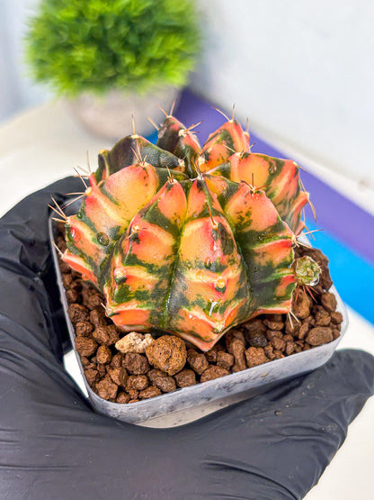Gymnocalycium Dalah (gy7) (r5) | Rare Hybrids