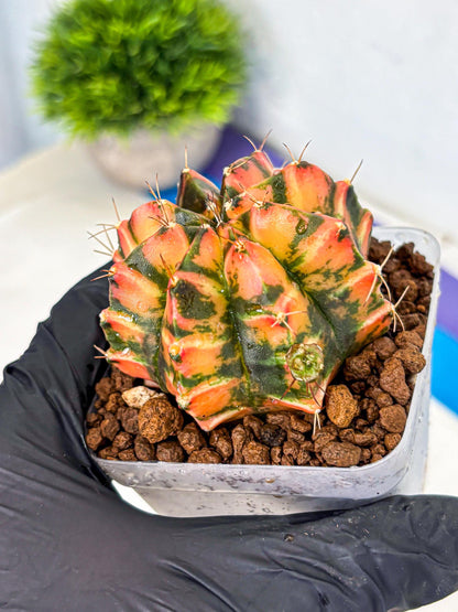 Gymnocalycium Dalah (gy7) (r5) | Rare Hybrids